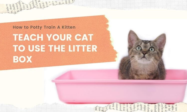 How to Potty Train A Kitten